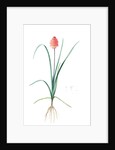 Veltheimia abyssinica, Kniphofia abyssinica; Velthéimia d'Abyssinie, Abyssinian Torch Lily by Pierre Joseph Redouté