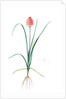 Veltheimia abyssinica, Kniphofia abyssinica; Velthéimia d'Abyssinie, Abyssinian Torch Lily by Pierre Joseph Redouté