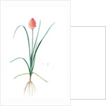 Veltheimia abyssinica, Kniphofia abyssinica; Velthéimia d'Abyssinie, Abyssinian Torch Lily by Pierre Joseph Redouté