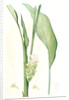 Curcuma longa, Curcuma long, Turmeric by Pierre Joseph Redouté