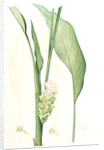 Curcuma longa, Curcuma long, Turmeric by Pierre Joseph Redouté