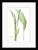 Curcuma longa, Curcuma long, Turmeric by Pierre Joseph Redouté