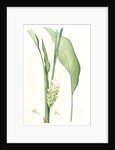 Curcuma longa, Curcuma long, Turmeric by Pierre Joseph Redouté