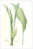 Curcuma longa, Curcuma long, Turmeric by Pierre Joseph Redouté