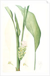 Curcuma longa, Curcuma long, Turmeric by Pierre Joseph Redouté