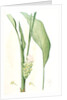 Curcuma longa, Curcuma long, Turmeric by Pierre Joseph Redouté