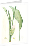 Curcuma longa, Curcuma long, Turmeric by Pierre Joseph Redouté