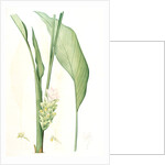 Curcuma longa, Curcuma long, Turmeric by Pierre Joseph Redouté
