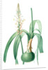 Ornithogalum longibracteatum, Ornithogale à longues bractées, Sea onion; False sea onion by Pierre Joseph Redouté