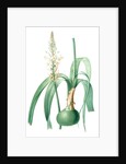 Ornithogalum longibracteatum, Ornithogale à longues bractées, Sea onion; False sea onion by Pierre Joseph Redouté