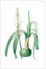 Ornithogalum longibracteatum, Ornithogale à longues bractées, Sea onion; False sea onion by Pierre Joseph Redouté