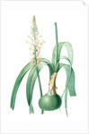Ornithogalum longibracteatum, Ornithogale à longues bractées, Sea onion; False sea onion by Pierre Joseph Redouté
