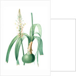 Ornithogalum longibracteatum, Ornithogale à longues bractées, Sea onion; False sea onion by Pierre Joseph Redouté
