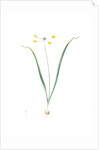 Allium scorzoneraefolium, Ail à feuilles se scorzonère by Pierre Joseph Redouté