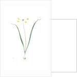 Allium scorzoneraefolium, Ail à feuilles se scorzonère by Pierre Joseph Redouté