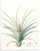 Bromella ananas, Ananas sativus; Bromella cultivé; Pineapple by Pierre Joseph Redouté