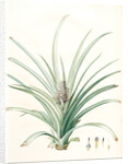 Bromella ananas, Ananas sativus; Bromella cultivé; Pineapple by Pierre Joseph Redouté
