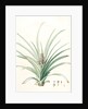 Bromella ananas, Ananas sativus; Bromella cultivé; Pineapple by Pierre Joseph Redouté