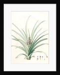 Bromella ananas, Ananas sativus; Bromella cultivé; Pineapple by Pierre Joseph Redouté
