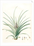 Bromella ananas, Ananas sativus; Bromella cultivé; Pineapple by Pierre Joseph Redouté