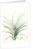 Bromella ananas, Ananas sativus; Bromella cultivé; Pineapple by Pierre Joseph Redouté