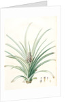 Bromella ananas, Ananas sativus; Bromella cultivé; Pineapple by Pierre Joseph Redouté
