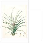 Bromella ananas, Ananas sativus; Bromella cultivé; Pineapple by Pierre Joseph Redouté