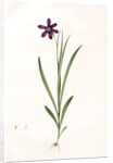 Ixia grandiflora, Sparaxis; Ixia à grandes fleurs by Pierre Joseph Redouté