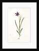 Ixia grandiflora, Sparaxis; Ixia à grandes fleurs by Pierre Joseph Redouté