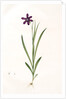 Ixia grandiflora, Sparaxis; Ixia à grandes fleurs by Pierre Joseph Redouté