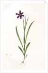 Ixia grandiflora, Sparaxis; Ixia à grandes fleurs by Pierre Joseph Redouté