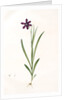 Ixia grandiflora, Sparaxis; Ixia à grandes fleurs by Pierre Joseph Redouté