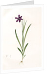Ixia grandiflora, Sparaxis; Ixia à grandes fleurs by Pierre Joseph Redouté