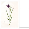 Ixia grandiflora, Sparaxis; Ixia à grandes fleurs by Pierre Joseph Redouté