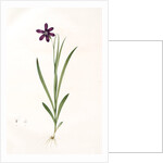 Ixia grandiflora, Sparaxis; Ixia à grandes fleurs by Pierre Joseph Redouté
