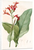 Canna gigantea, Canna latifolia; Balisier géant by Pierre Joseph Redouté