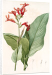 Canna gigantea, Canna latifolia; Balisier géant by Pierre Joseph Redouté