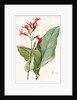 Canna gigantea, Canna latifolia; Balisier géant by Pierre Joseph Redouté