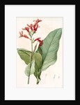 Canna gigantea, Canna latifolia; Balisier géant by Pierre Joseph Redouté