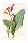 Canna gigantea, Canna latifolia; Balisier géant by Pierre Joseph Redouté