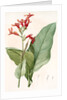Canna gigantea, Canna latifolia; Balisier géant by Pierre Joseph Redouté