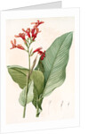 Canna gigantea, Canna latifolia; Balisier géant by Pierre Joseph Redouté