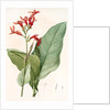 Canna gigantea, Canna latifolia; Balisier géant by Pierre Joseph Redouté