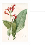 Canna gigantea, Canna latifolia; Balisier géant by Pierre Joseph Redouté
