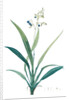 Dianella ensifolia, Dianella nemorosa; Flax Lily; Dianelle en Glaive by Pierre Joseph Redouté