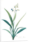 Dianella ensifolia, Dianella nemorosa; Flax Lily; Dianelle en Glaive by Pierre Joseph Redouté