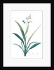 Dianella ensifolia, Dianella nemorosa; Flax Lily; Dianelle en Glaive by Pierre Joseph Redouté