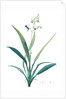 Dianella ensifolia, Dianella nemorosa; Flax Lily; Dianelle en Glaive by Pierre Joseph Redouté
