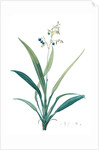 Dianella ensifolia, Dianella nemorosa; Flax Lily; Dianelle en Glaive by Pierre Joseph Redouté