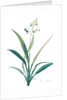 Dianella ensifolia, Dianella nemorosa; Flax Lily; Dianelle en Glaive by Pierre Joseph Redouté